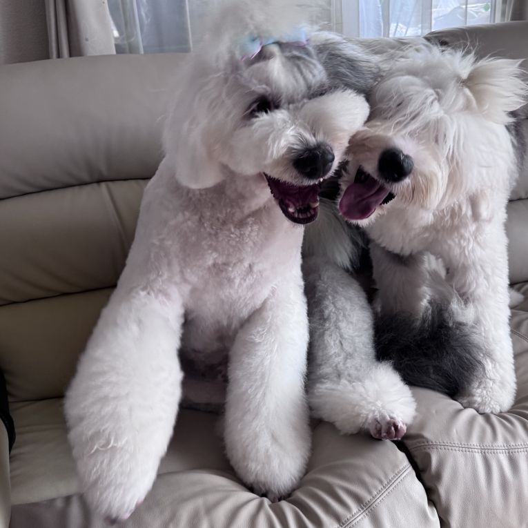 モコ＆神楽ちゃん