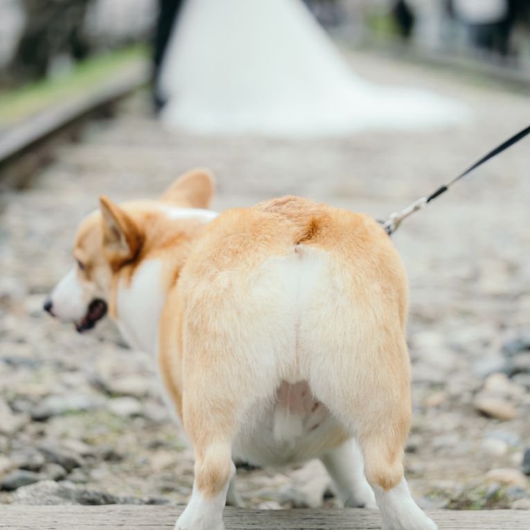 ロキシーちゃん