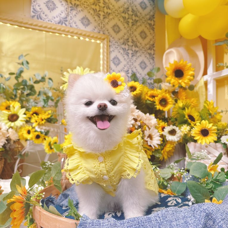 シュシュちゃん