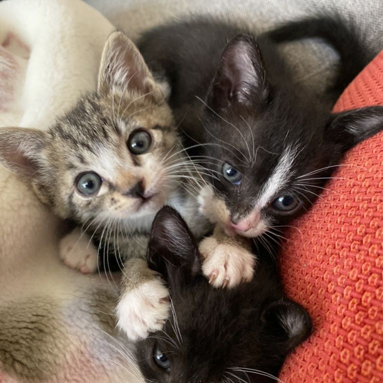 オレオ　ナジャ　ミーミーちゃん