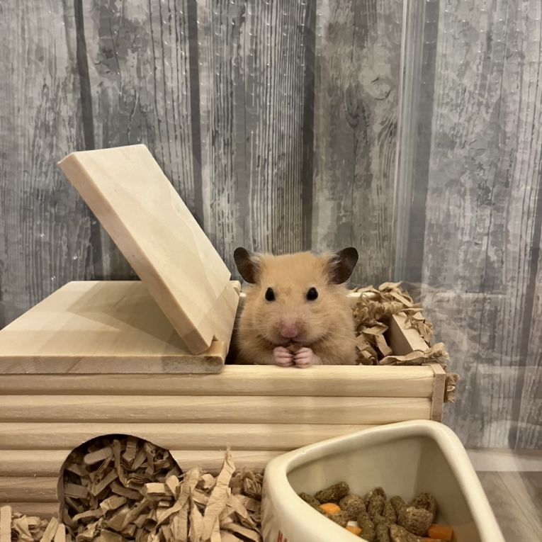 ぴぃちゃんちゃん