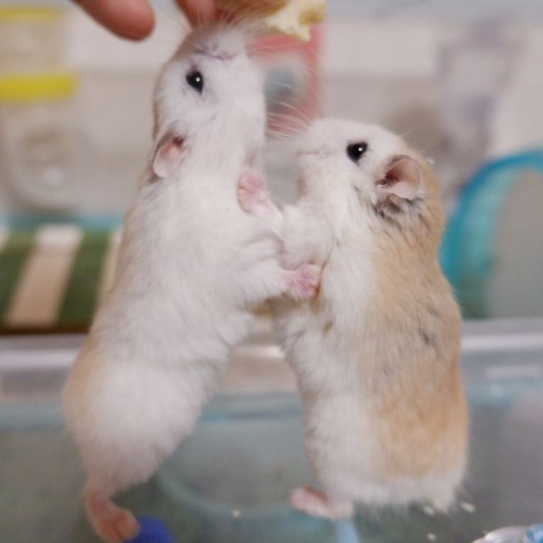 ともぞう&たけぞうちゃん