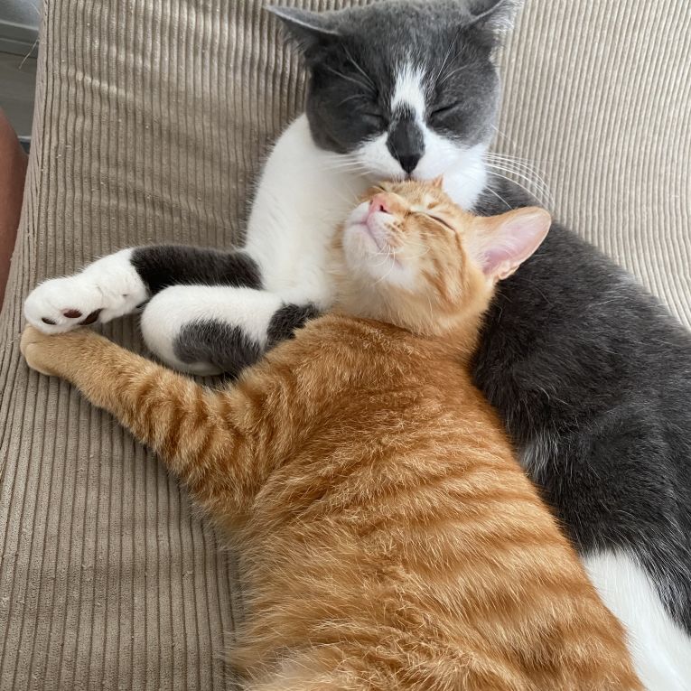 アニーとももちゃん