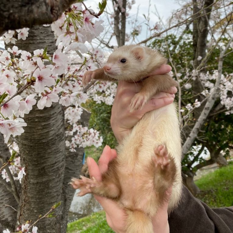 たぬちゃん