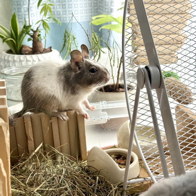 ミニョンちゃん