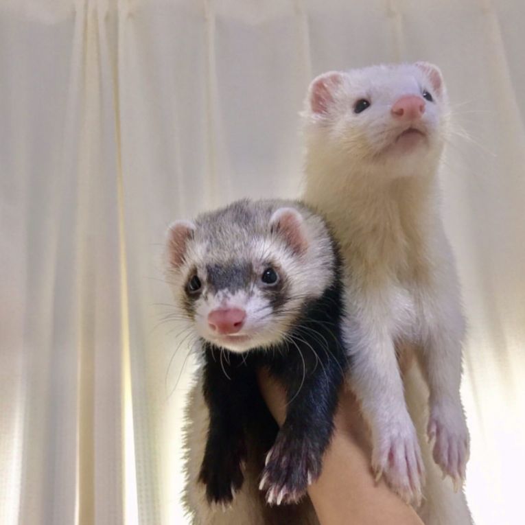 ハク&センちゃん