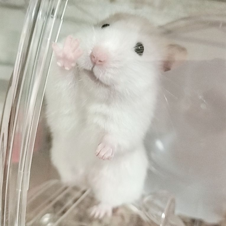 でぃんぶらちゃん