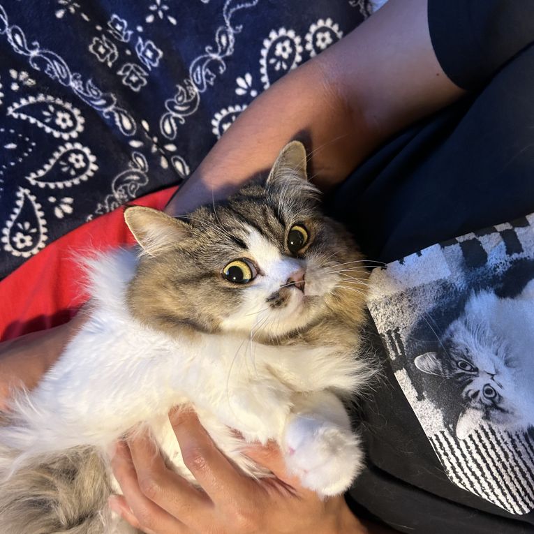 ソフィアちゃん