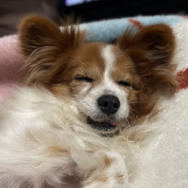 ロコちゃん