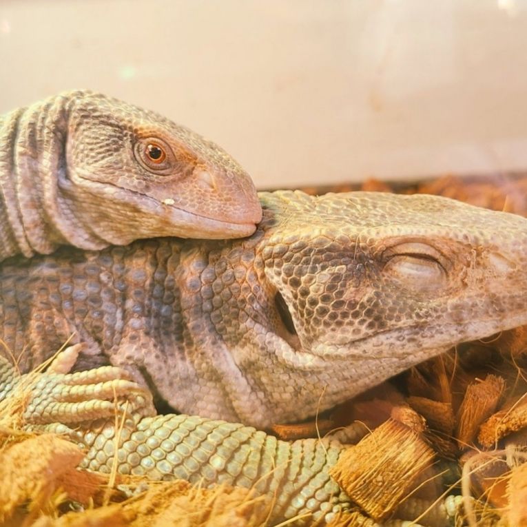 しょうゆちゃん