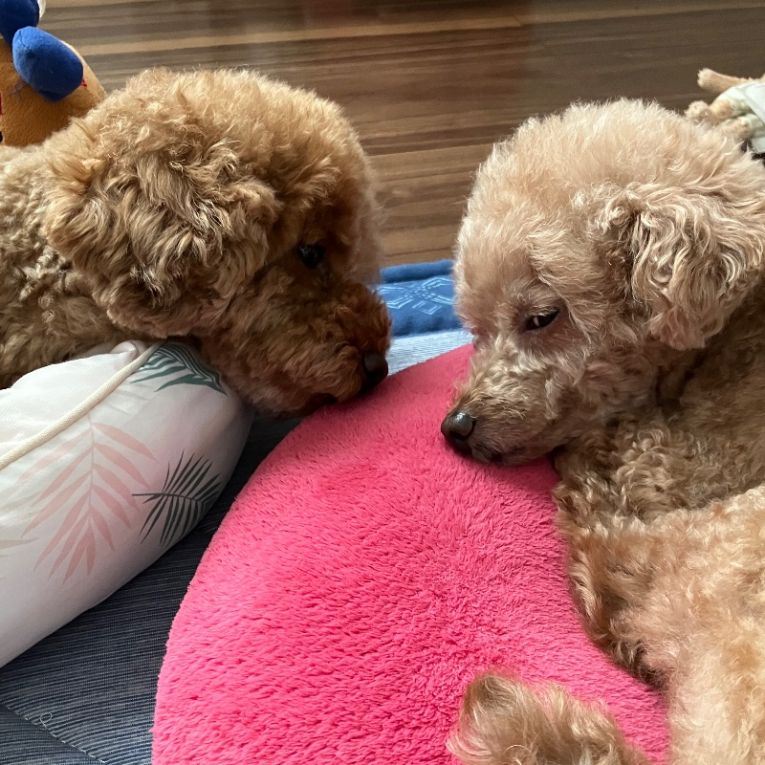 ヒマ・ソルトちゃん