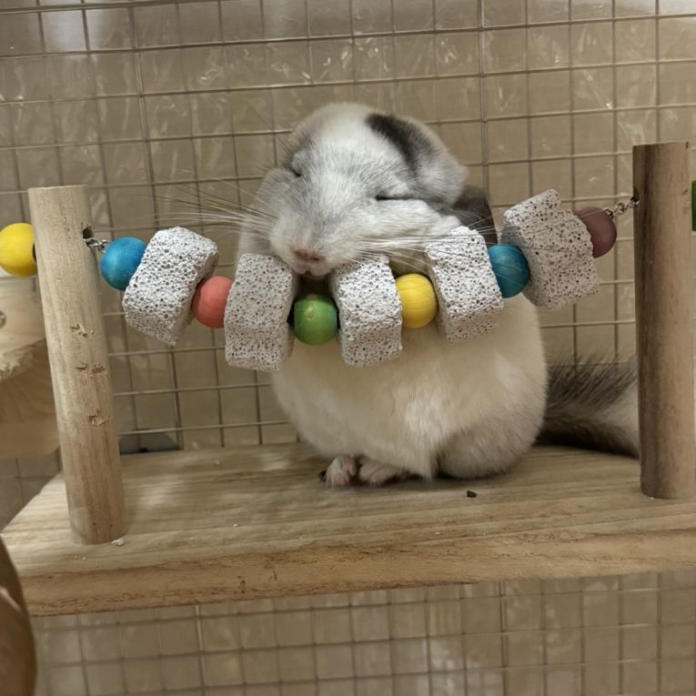 おもち。ちゃん