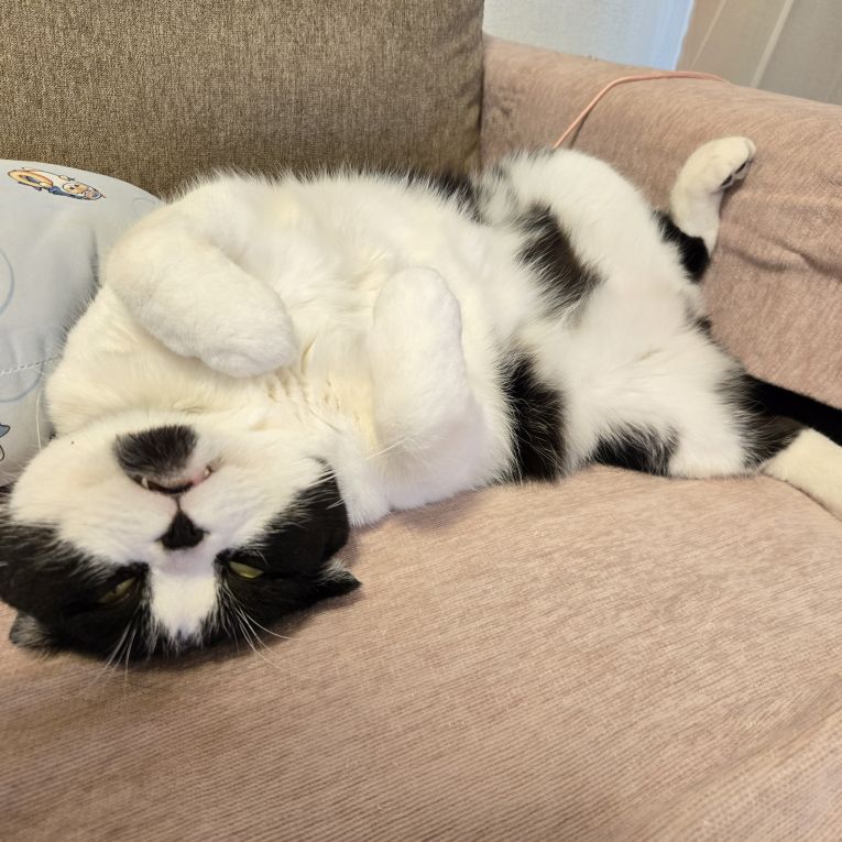 おまめちゃん