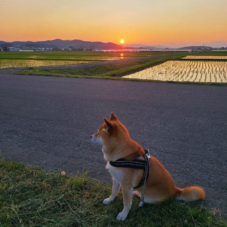 ラッシュちゃん