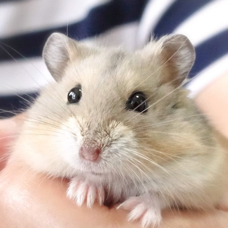 ミー太ちゃん