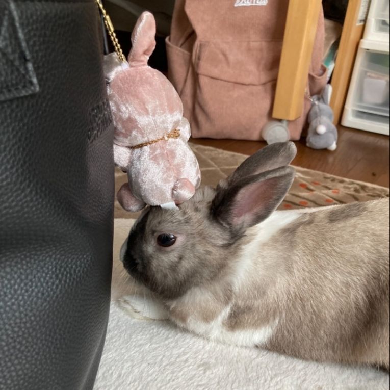 くるんちゃん