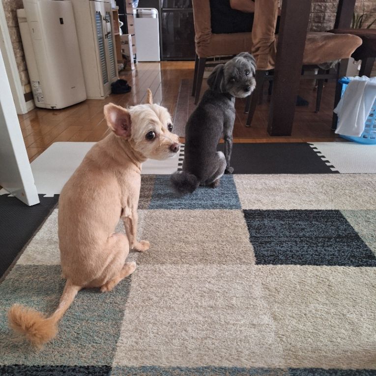 ラテ＆モカちゃん