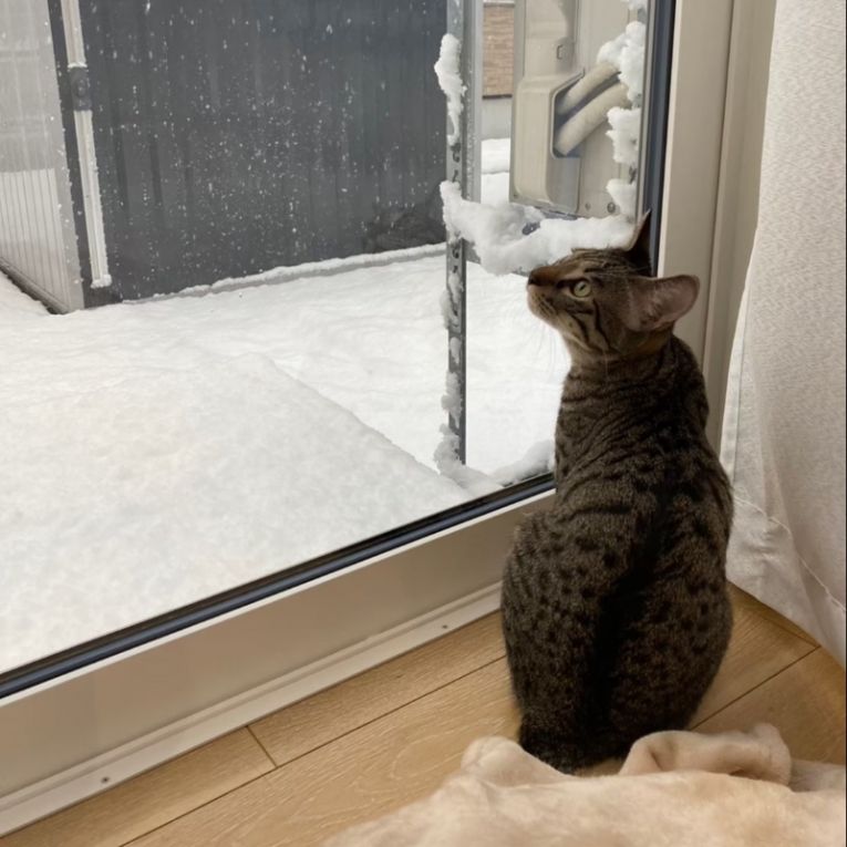 もなかちゃん