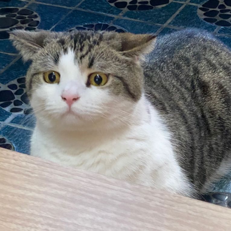 とらまるちゃん