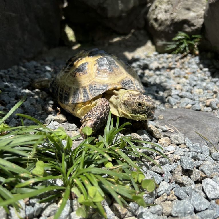 ももすけちゃん