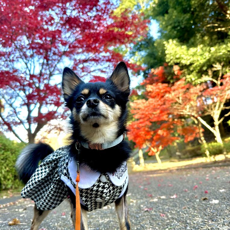 らむねちゃん