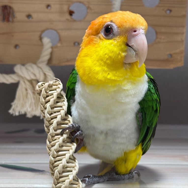 くうちゃん