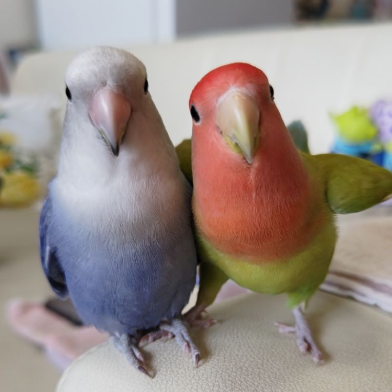 リン&モンちゃん