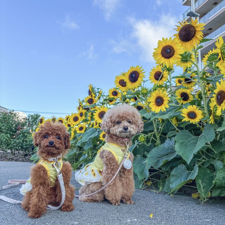 ジャムメープルちゃん