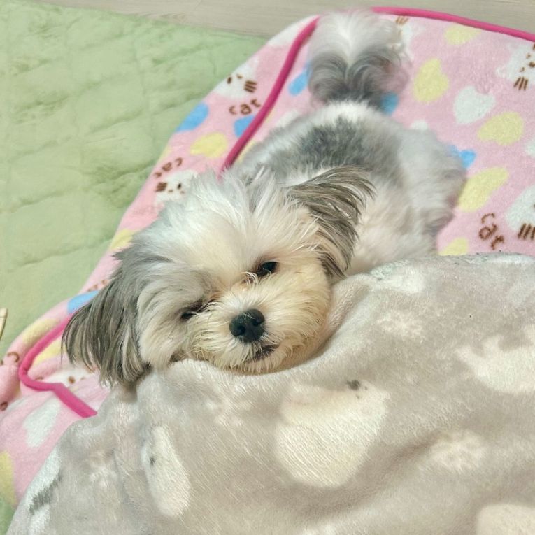 ぺるるちゃん