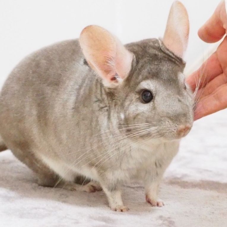 らむねちゃん