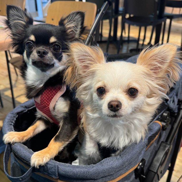 ルイ・ラムちゃん