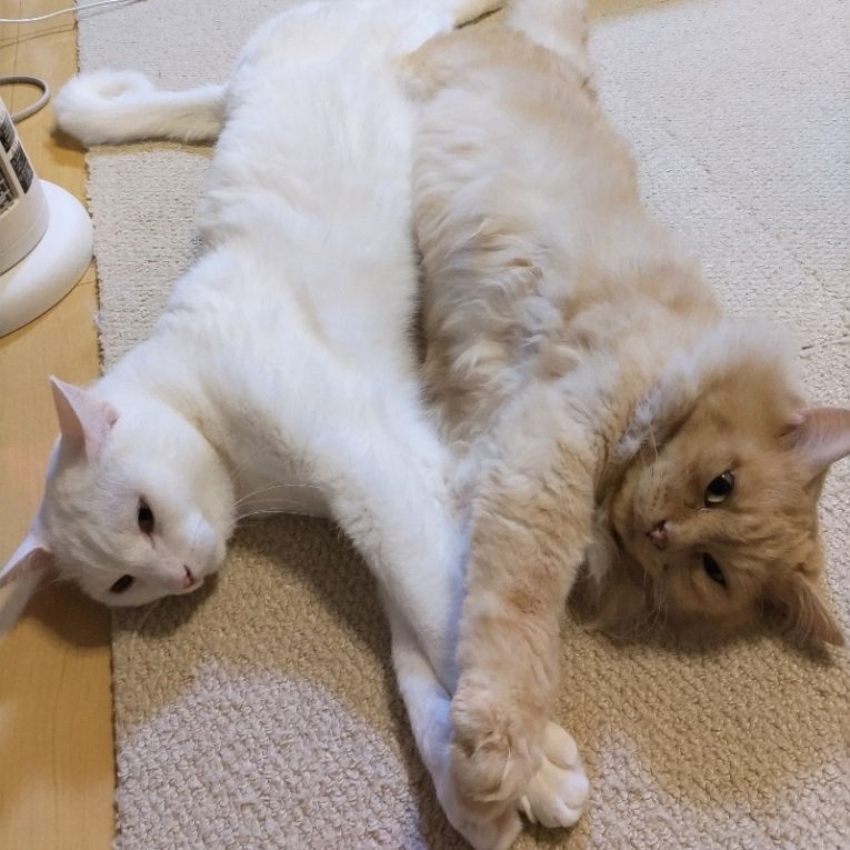 ふじ　ちゃちゃまるちゃん