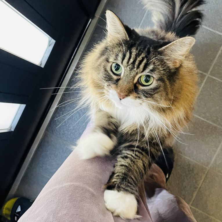 ショコラちゃん