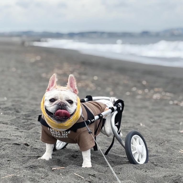 茶海ちゃん