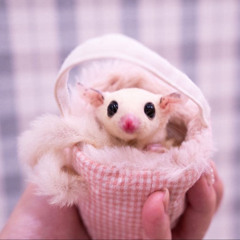ももちゃん