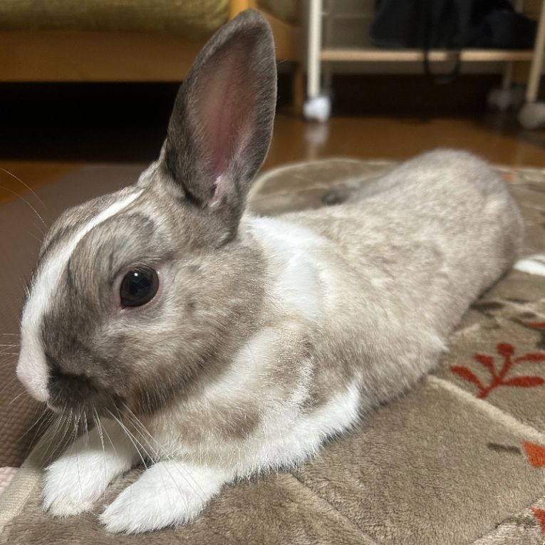 くるんちゃん