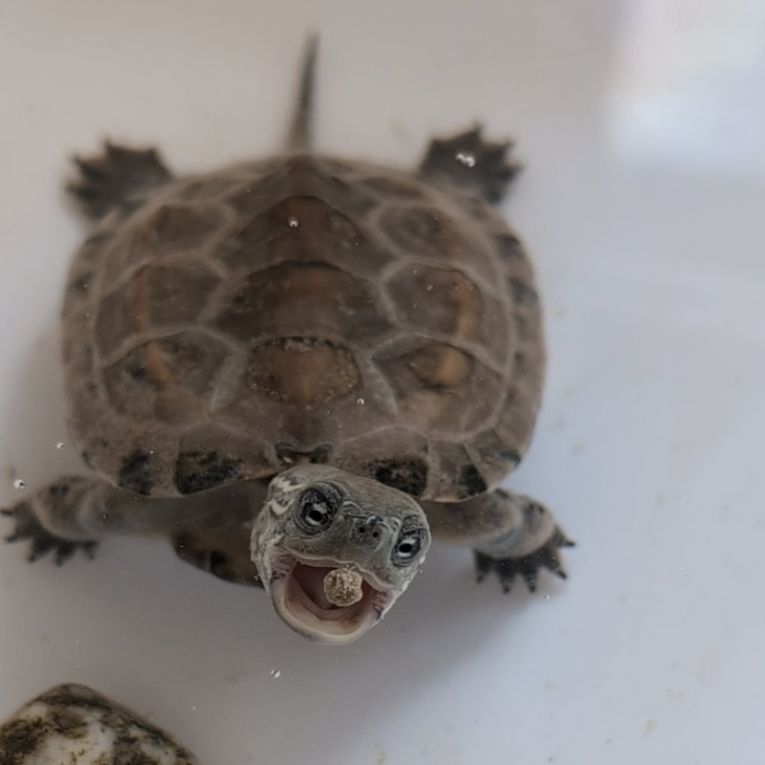 安吉ちゃん