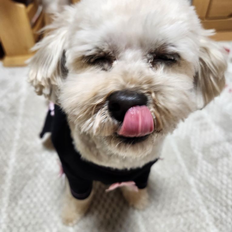 犬亜(いぬあ)ちゃん