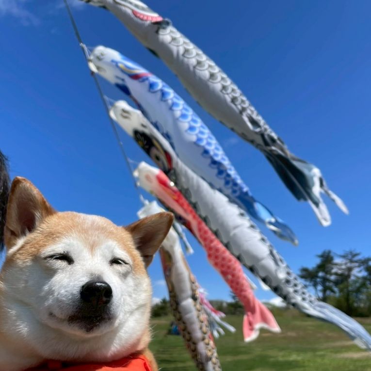 こむぎちゃん