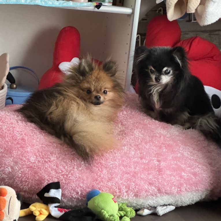 るい くろちゃん