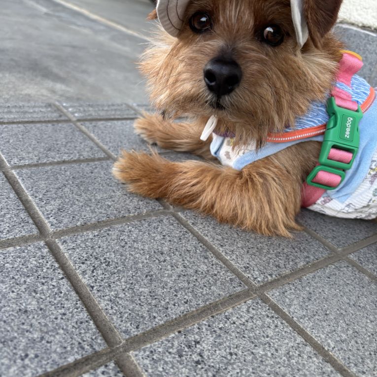 かふあちゃん