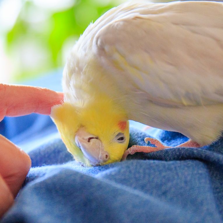 ピィ〜ちゃん