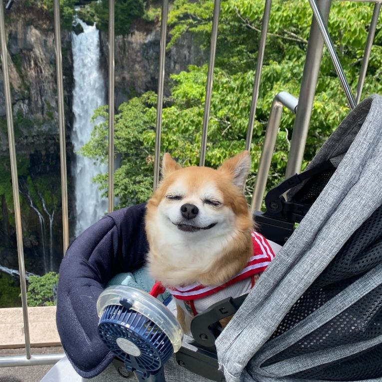 Mochaちゃん