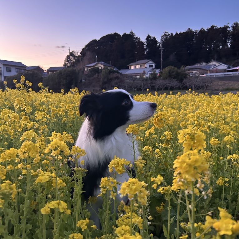 隼(ハヤト)ちゃん