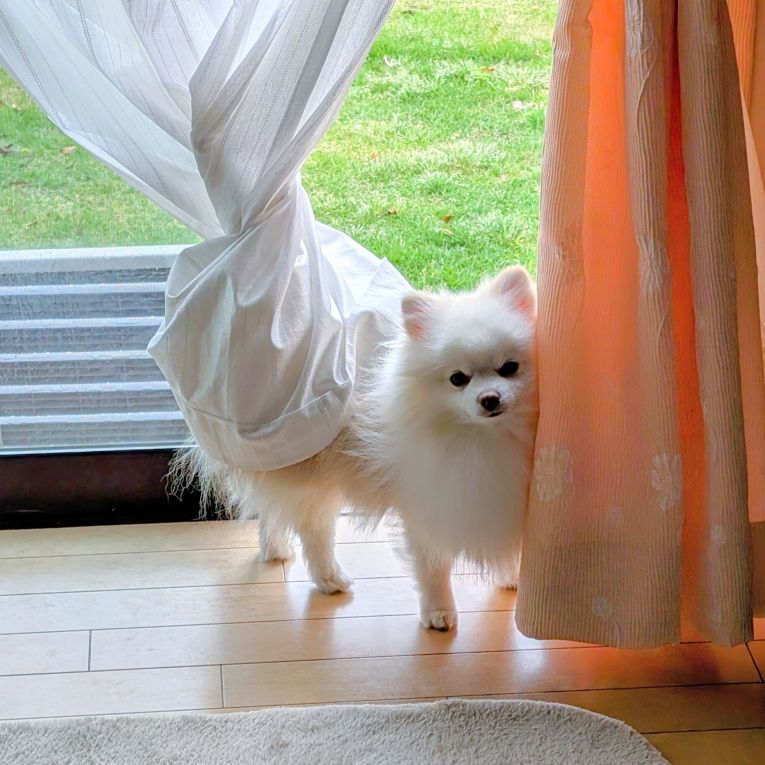 まんじゅちゃん