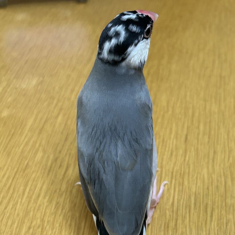 スイちゃん