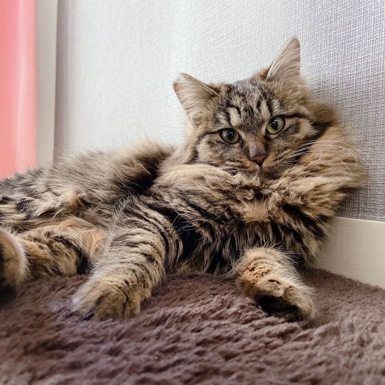 ドキンちゃんちゃん