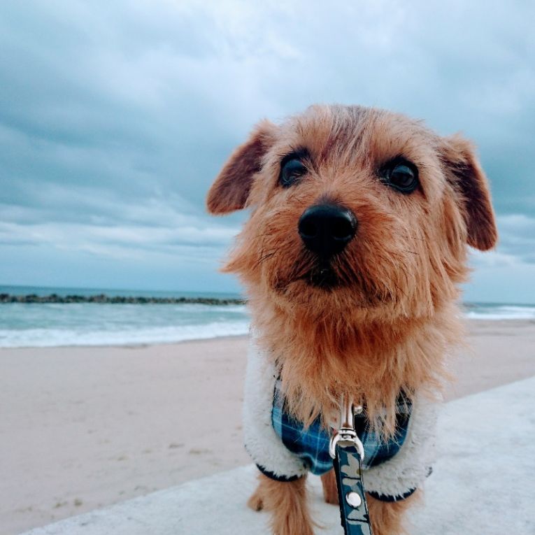 恋（れん）ちゃん