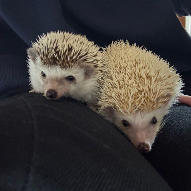 フウとライちゃん