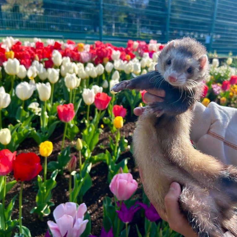ぽぷちゃん